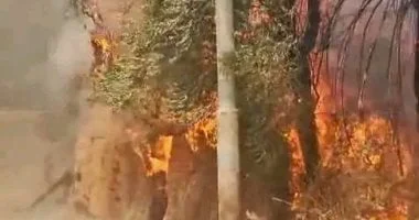 إجراءات لمكافحة حرائق المخلفات الزراعية في الوادي الجديد
