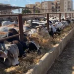 مشروع البتلو يعزز اكتفاء مصر الذاتي من اللحوم