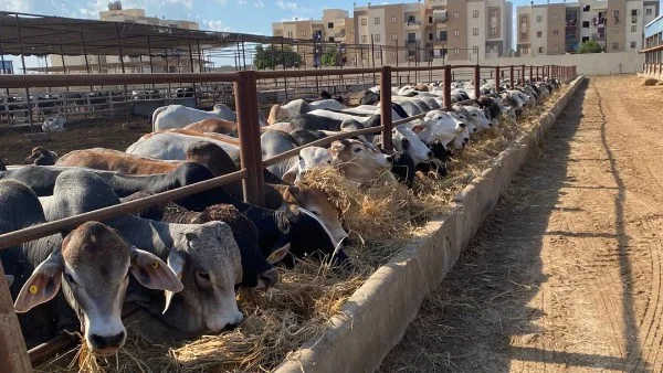 مشروع البتلو يعزز اكتفاء مصر الذاتي من اللحوم