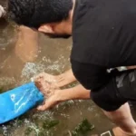إطلاق نصف مليون زريعة سمك ببحر مليج في المنوفية
