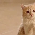 تحقيقات في وفاة قط شيرازي بكفر الشيخ