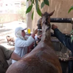 قافلة طبية بيطرية تفحص 9 آلاف رأس ماشية وطائر بالشرقية