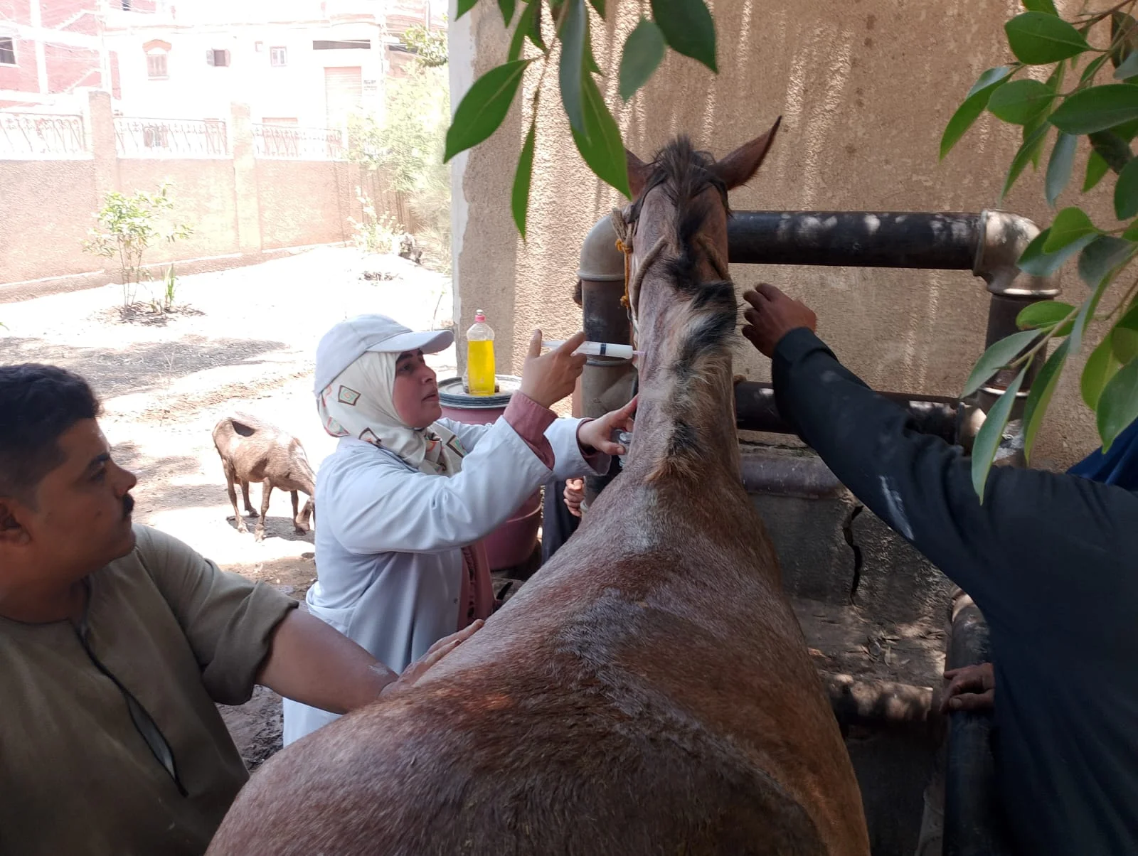 قافلة طبية بيطرية تفحص 9 آلاف رأس ماشية وطائر بالشرقية