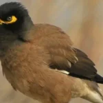 جهود الوزارة لرصد طائر المينا الهندي في مصر