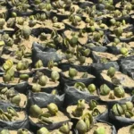 البحر الأحمر مُلاذ الطيور: مشروع زراعة المانجروف