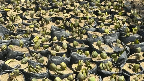 البحر الأحمر مُلاذ الطيور: مشروع زراعة المانجروف