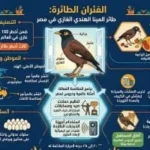 مخاطر طائر المينا الهندي في مصر