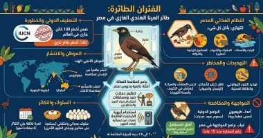 مخاطر طائر المينا الهندي في مصر
