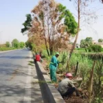 حملة زراعة 400 شجرة ورفع الإشغالات في الأقصر