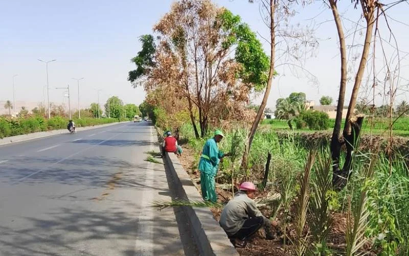حملة زراعة 400 شجرة ورفع الإشغالات في الأقصر