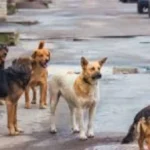 إطعام الحيوانات الضالة.. بين القوانين والجدل الإنساني