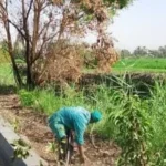 الأقصر تنهي زراعة 400 شجرة وتطلق حملة لرفع الإشغالات
