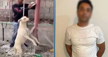 الداخلية توضح ملابسات فيديو اعتداء على كلب