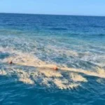 ظاهرة ازدهار الطحالب في البحر الأحمر