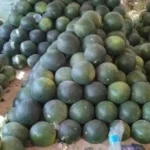 البطيخ بألوانه المختلفة في الغربية وأسعاره تبدأ من 10 جنيهات