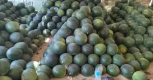 البطيخ بألوانه المختلفة في الغربية وأسعاره تبدأ من 10 جنيهات