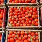 استقرار أسعار الطماطم في الأسواق المصرية