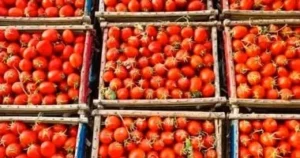 استقرار أسعار الطماطم في الأسواق المصرية