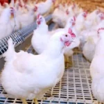 انخفاض تاريخي في أسعار الدواجن بالمزرعة