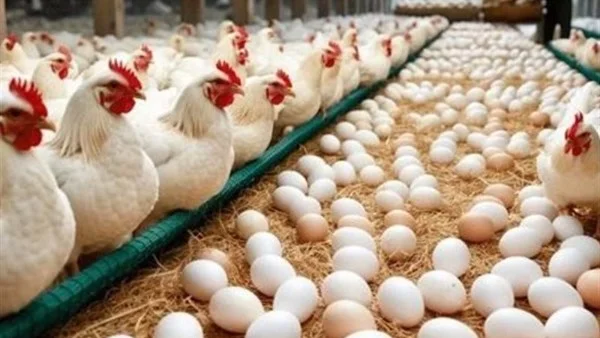 انخفاض أسعار الدواجن والبيض في الأسواق المصرية
