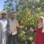 انطلاق موسم حصاد المانجو في طور سيناء