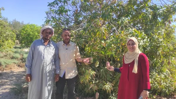 انطلاق موسم حصاد المانجو في طور سيناء