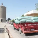 استلام 343.2 ألف طن قمح في بني سويف