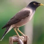 10 رسائل بيئية حول طائر “المينا” الغازي