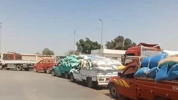 استلام 343.2 ألف طن من القمح ببني سويف