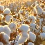 ضوابط جديدة لحماية القطن المصري