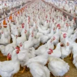 انخفاض أسعار الدواجن والبيض في مصر
