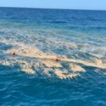 الطحالب في البحر الأحمر ظاهرة طبيعية غير مقلقة