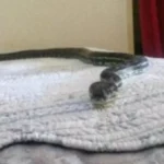خطوات فعّالة لمنع دخول الثعابين إلى المنزل
