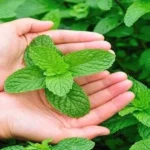 النعناع البري بديل فعال لطارد البعوض