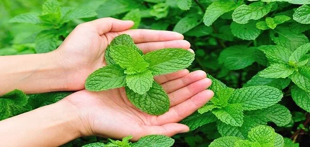 النعناع البري بديل فعال لطارد البعوض