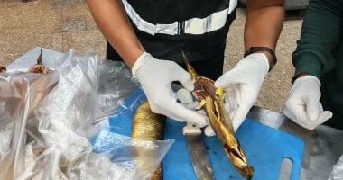 تكثيف الرقابة على المنشآت السياحية في البحر الأحمر