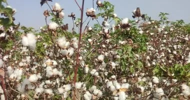 زيادة مساحات زراعة القطن بمصر لهذا الموسم