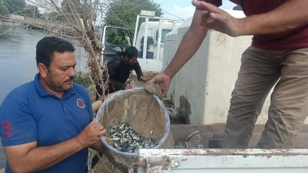 إنزال 550 ألف زريعة أسماك في الشرقية