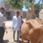 اختتام قافلة بيطرية بجامعة أسوان تقدم الرعاية لأكثر من 600 حالة