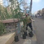 زراعة الأشجار المثمرة والزينة في دسوق
