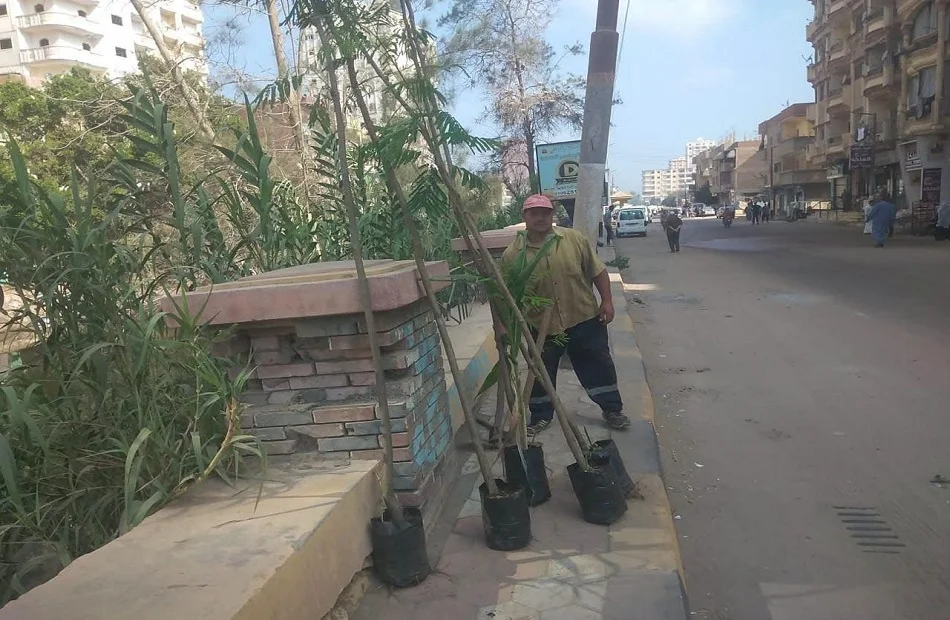 زراعة الأشجار المثمرة والزينة في دسوق