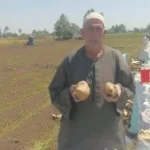 حصاد البطاطس في المنوفية يحقق نتائج عالية
