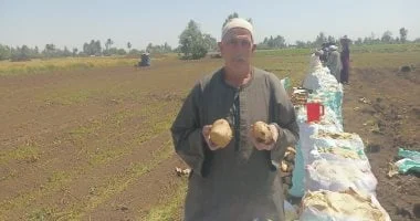 حصاد البطاطس في المنوفية يحقق نتائج عالية