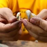 استقرار سعر الجنيه الذهب اليوم في مصر
