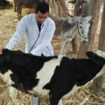 قوافل بيطرية مجانية لدعم الثروة الحيوانية في أسوان