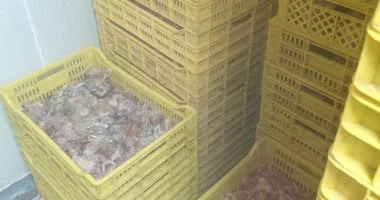 ضبط 12 طن مواد غذائية فاسدة في البحيرة