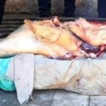 ضبط لحوم غير صالحة للاستهلاك بسوهاج