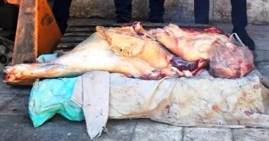 ضبط لحوم غير صالحة للاستهلاك بسوهاج