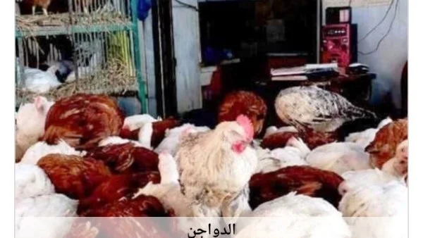 استقرار أسعار الدواجن في أسوان اليوم