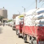 سلالات جديدة من القمح لمواجهة الأمراض وضمان الإنتاج